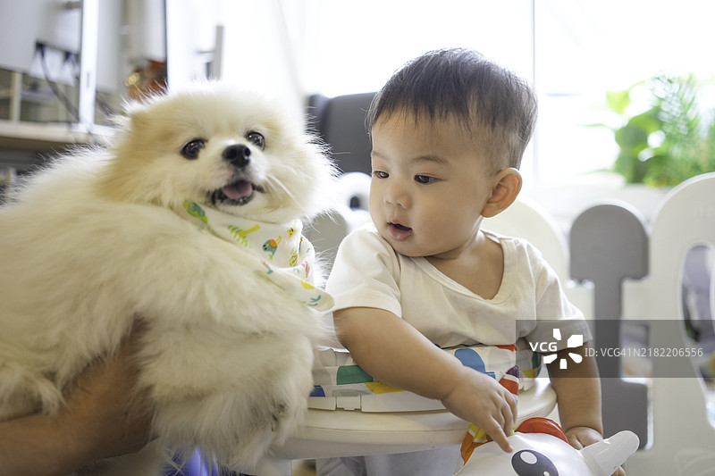 微笑着快乐的亚洲男孩在家里的客厅里与白色博美犬玩耍。图片素材