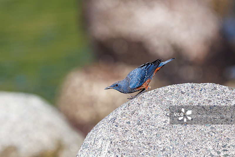 美丽的蓝岩鹨(Monticola solitarius,贝维克的知更鸟科)起飞。日本静冈县南伊豆伊豆半岛的平藏滨海滩。- 2024年。图片素材