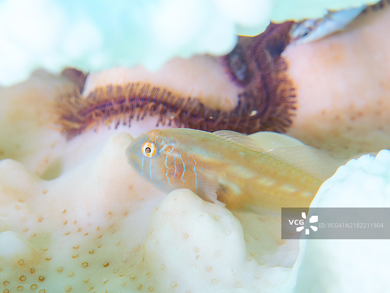 可爱的阿瓦伊罗小丑鱼(gobiodon prolixus)和其他生活在桌状珊瑚上的生物。还有一些属于沙虫家族的成员。由于海水温度持续偏高,珊瑚白化现象正在发生。图片素材