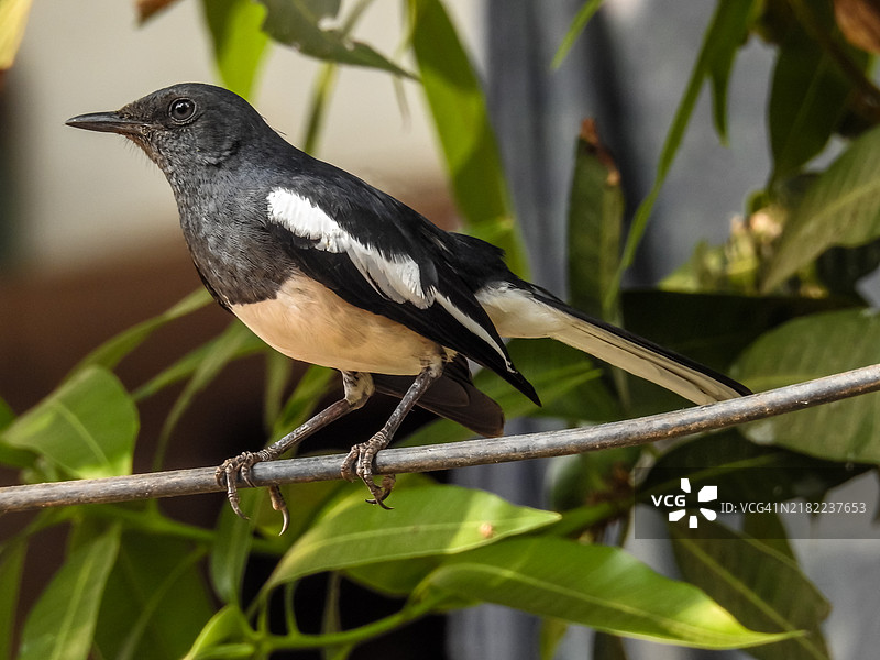 东方歌鸲 (Copsychus saularis)图片素材