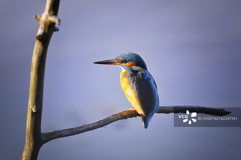 法国德尔湖的翠鸟图片素材