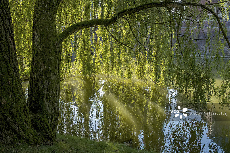背光的垂柳（Salix babylonica），德国北莱茵-威斯特法伦州明斯特地区，欧洲图片素材