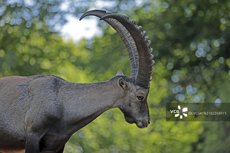 山羊座（Capra ibex），圈养状态图片素材