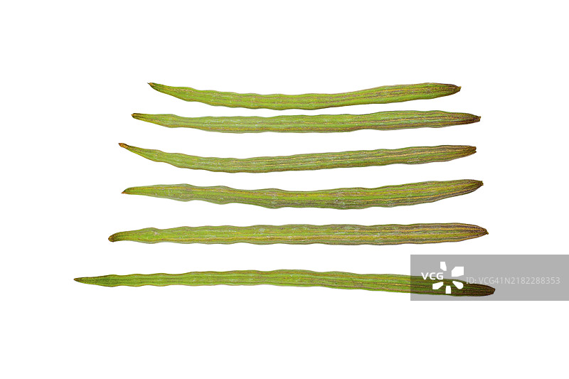 辣木，也称为辣根树或鼓槌树（Moringa oleifera），是一种小型落叶树（属于辣木科），原产于热带亚洲，但也在非洲和热带美洲自然化。图片素材