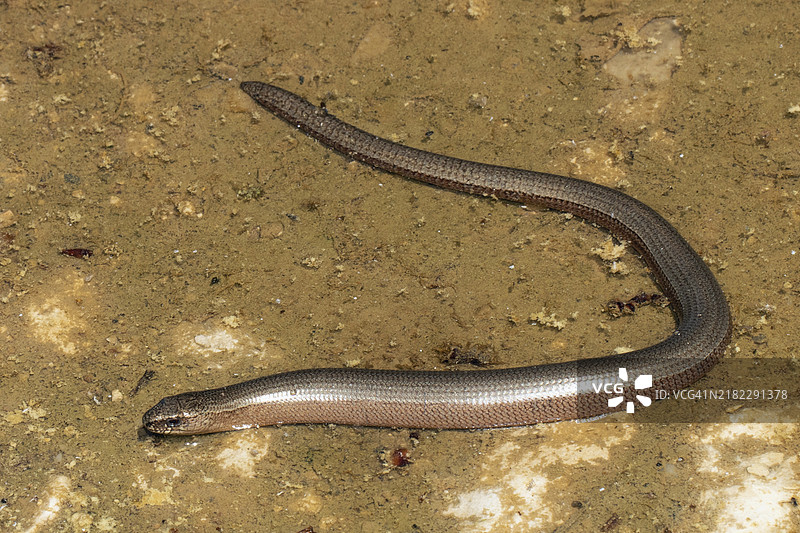 慢虫弯曲地躺在沙子上，左侧可见图片素材