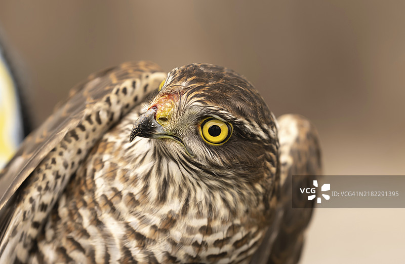 苍鹰的肖像图片素材
