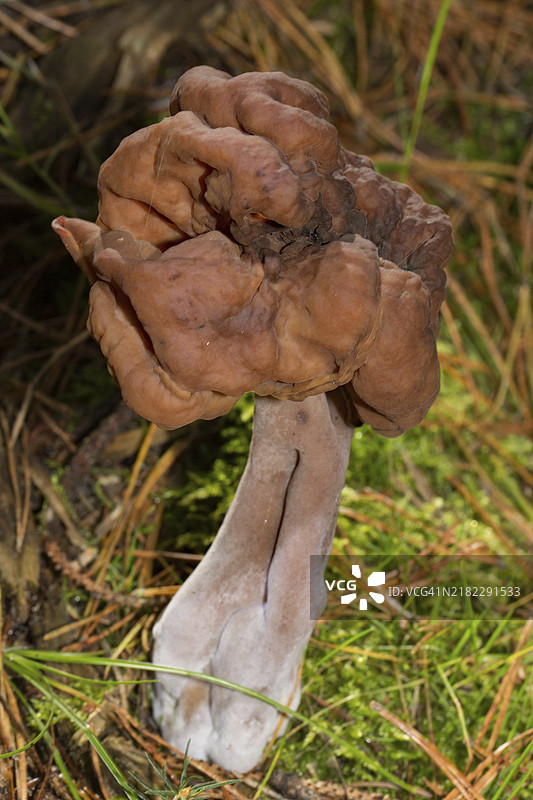 主教帽果实体，带有肉色的柄和类似叶状的棕色帽子图片素材