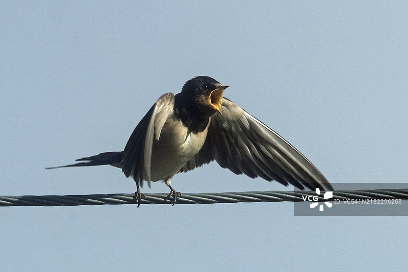 幼燕张嘴、展开翅膀，坐在钢丝绳上，从右前方望向蓝天。图片素材