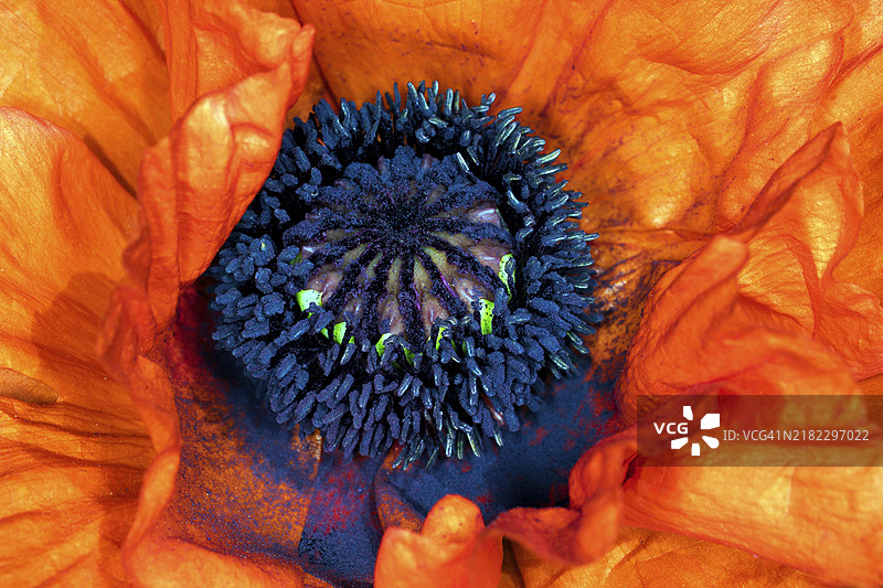 东方罂粟（Papaver orientale）的红色花朵图片素材