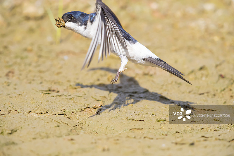 普通屋燕（Delichon urbica），在德国飞翔并携带筑巢材料图片素材