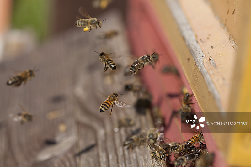 飞翔的蜜蜂（蜜蜂属）在蜂巢附近图片素材