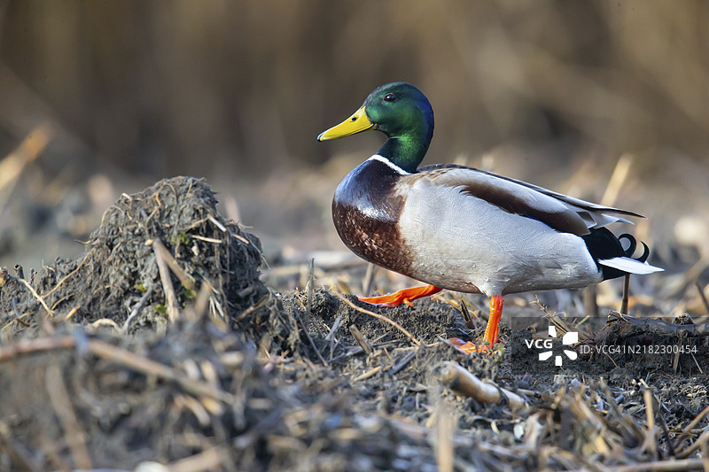雄性绿头鸭（Anas platyrhynchos），德国图片素材