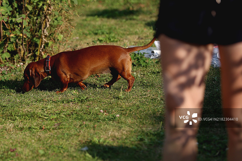 可爱的年轻腊肠犬在阳光明媚的夏日后院散步图片素材