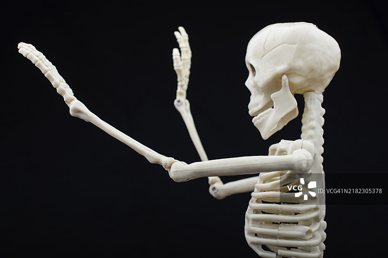 医学解剖学的人体骨骼模型 医疗诊所概念图片素材