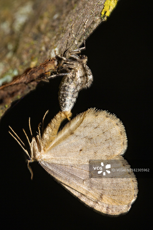 山毛榉霜蛾雄性和雌性在树干上交配图片素材