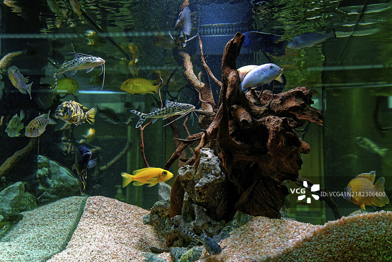 水族箱中的异国鱼类图片素材