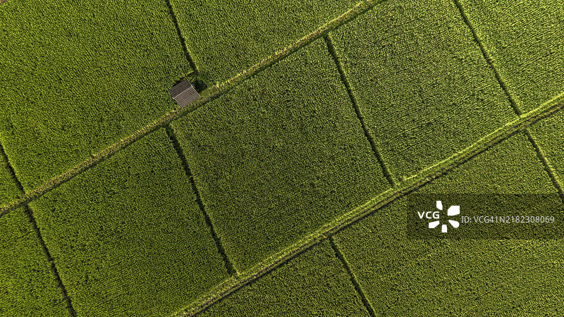 稻田的鸟瞰图。图片素材