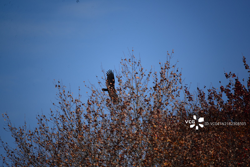 火鸡秃鹰图片素材