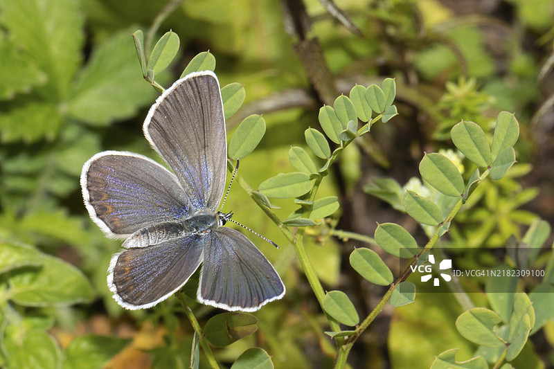 带冠的紫花苜蓿蓝蝴蝶在右侧的绿叶上展开翅膀。图片素材