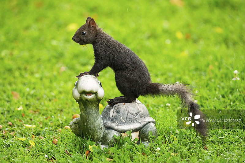 松鼠站在乌龟上，朝左看，周围是绿色的草地。图片素材