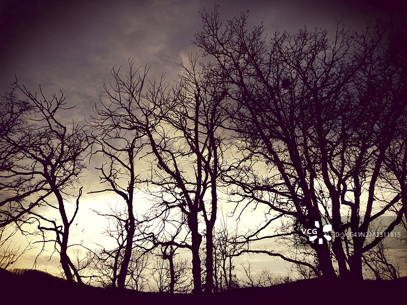 冬季的树木剪影，令人毛骨悚然图片素材