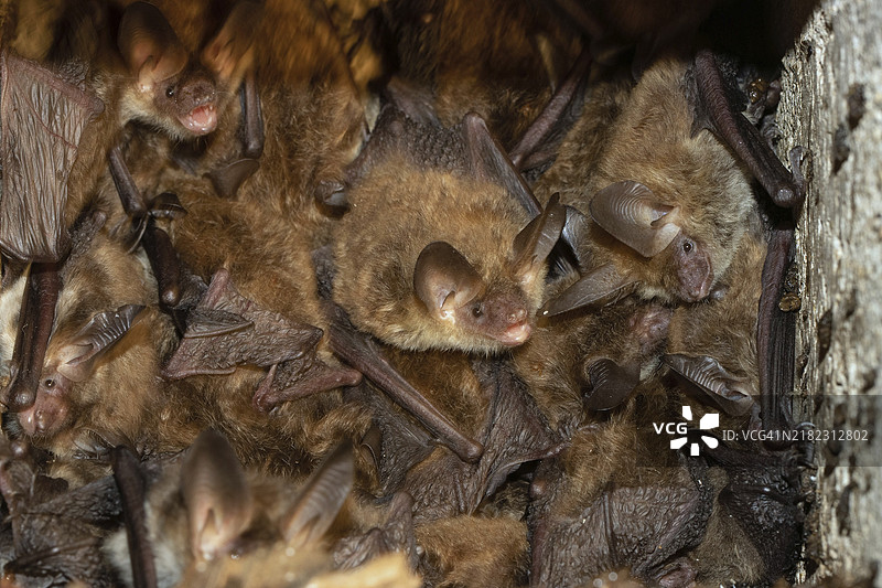 贝赫斯坦的蝙蝠和一些动物悬挂在鸟巢箱里向里看。图片素材