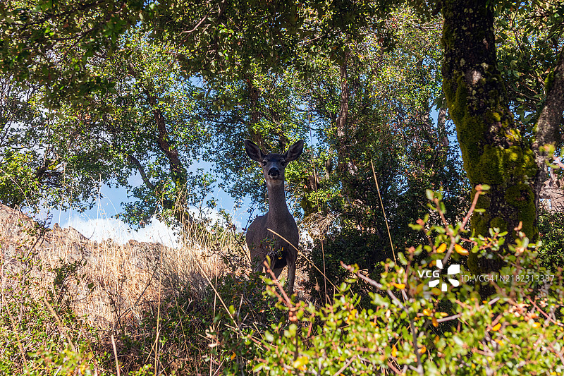 汉密尔顿山上的骡鹿（Odocoileus hemionus）图片素材