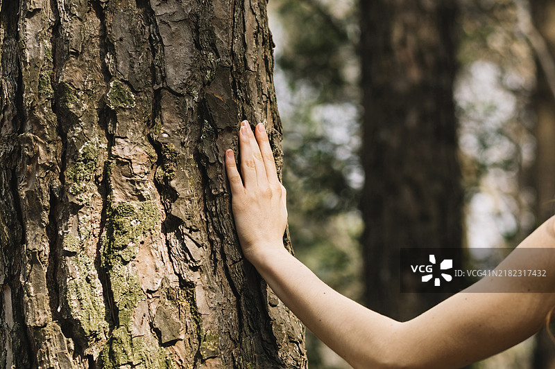 女人用手触摸树木图片素材