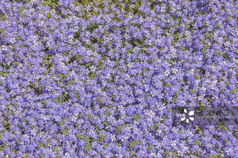 一群小紫丁香花在阳光照耀下绽放图片素材