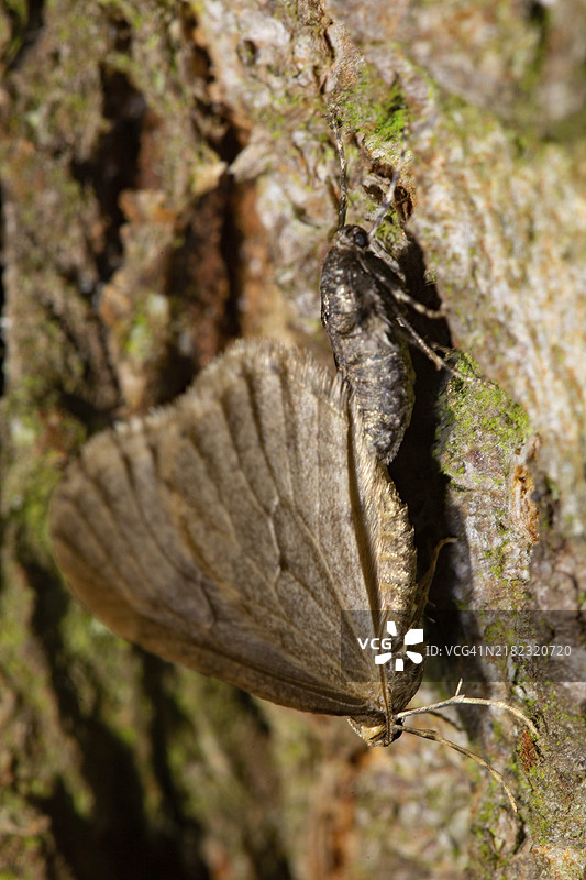 小冰霜蛾雌雄悬挂在树干上图片素材