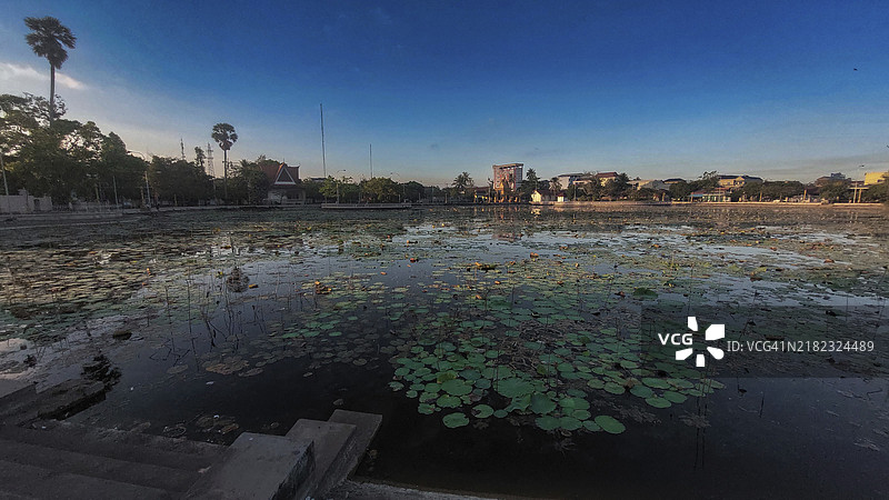 宁静的莲花池，黄昏时分的水百合，位于柬埔寨甘波特镇中心的Srah Chhouk（莲花池）图片素材