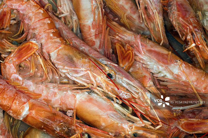 生鲜阿根廷红虾（Pleoticus muelleri）漂浮在水中图片素材