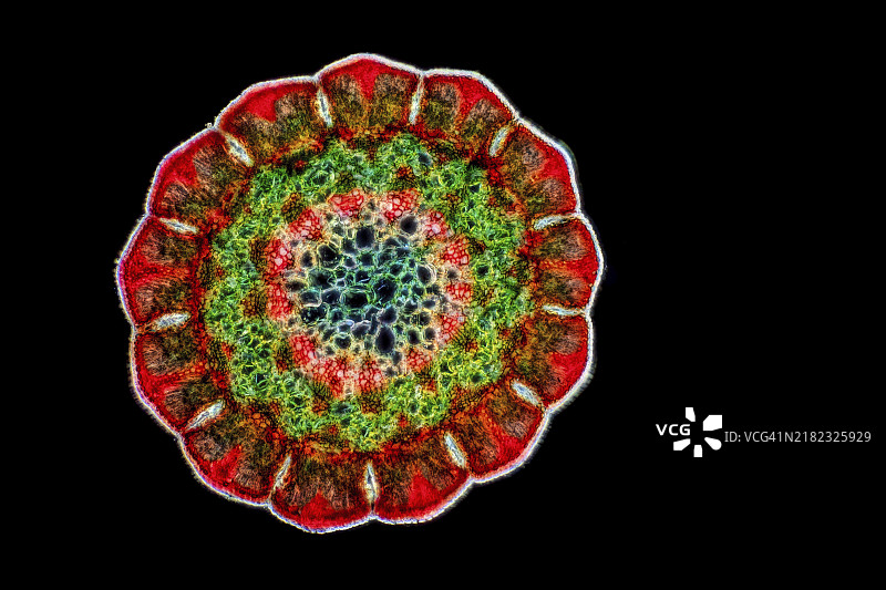 海岸针叶树（Casuarina equisetifolia），叶片横截面，使用Wacker 3A染色，暗场照明图片素材