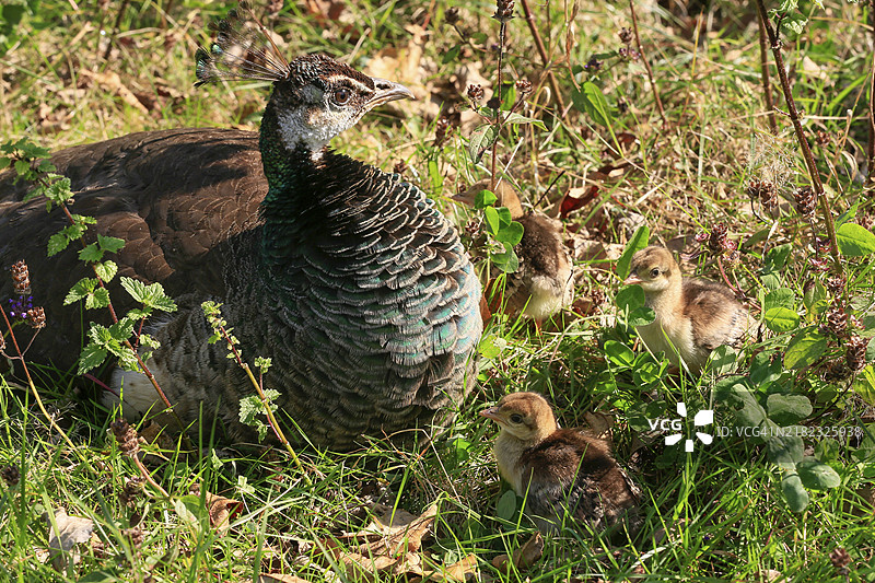 孔雀母鸡与一日龄的小雏鸟 (Pavo cristatus)图片素材