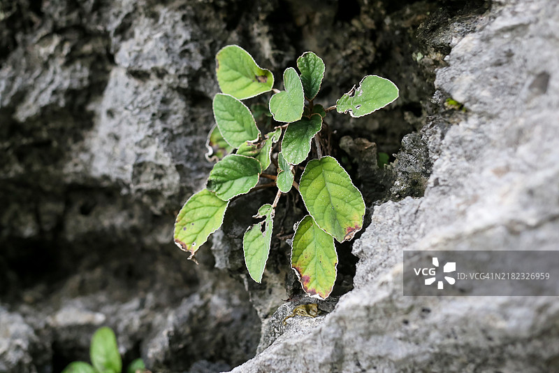 生长在石灰岩上的花卉植物属——辛尼吉亚图片素材