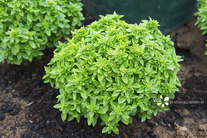 绿罗勒灌木在花坛中，罗勒（Ocimum basilicum），罗勒草，皇家草药，香料植物图片素材