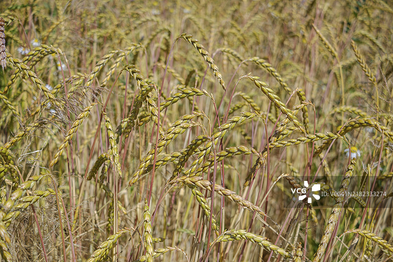 在下弗兰肯的哈斯贝格地区弗里森豪森附近有机斯佩尔特小麦的种植图片素材