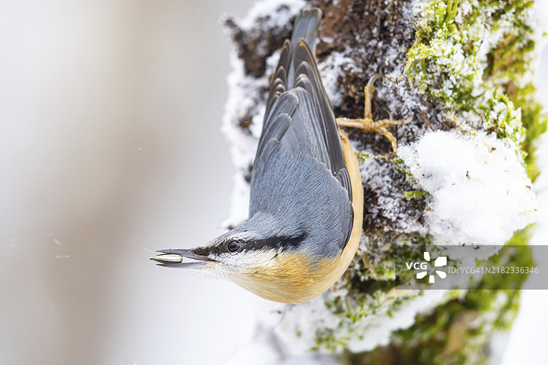 欧亚山雀（Sitta europaea）德国图片素材