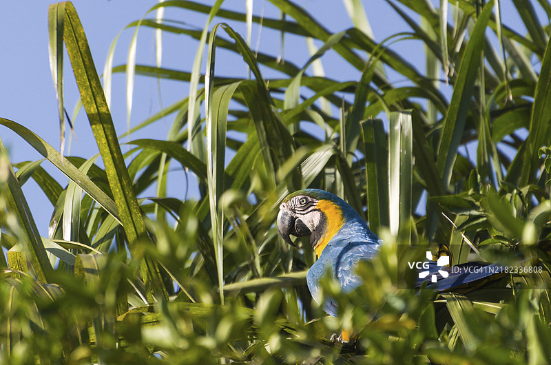 美丽的蓝黄金刚鹦鹉（Ara ararauna）在巴西湿地中图片素材