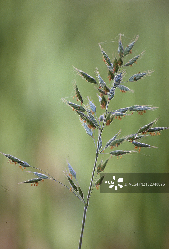 阳光下的草叶特写，背景为模糊的绿色，禾本科植物，草粉，一年生黑麦草图片素材