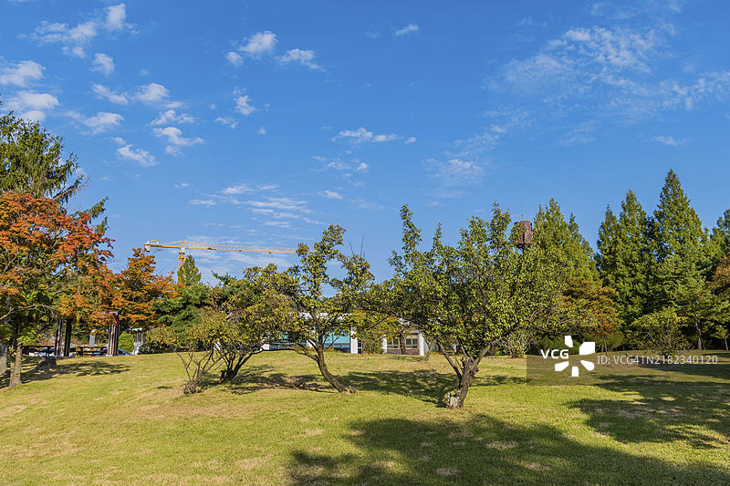 韩国蓝天下美丽公园的风景，背景中树梢上方有建筑吊杆。图片素材