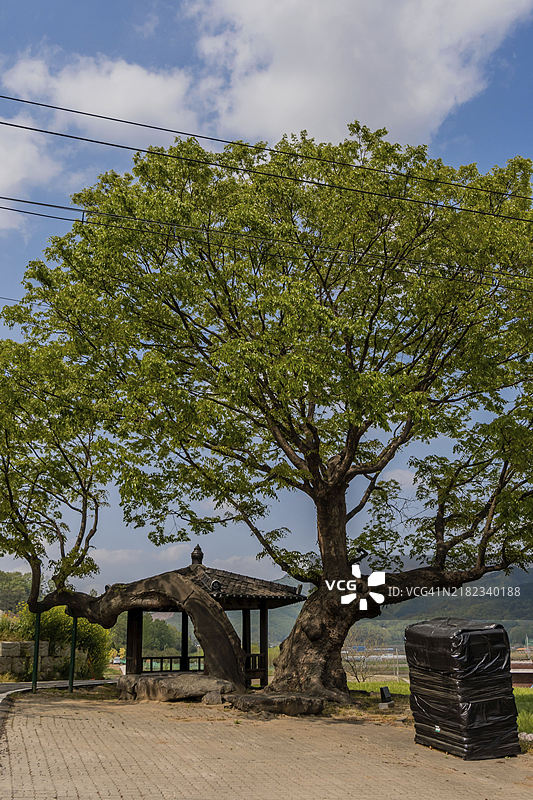 蓝天白云下，古老的大树矗立在木质东方凉亭前。图片素材