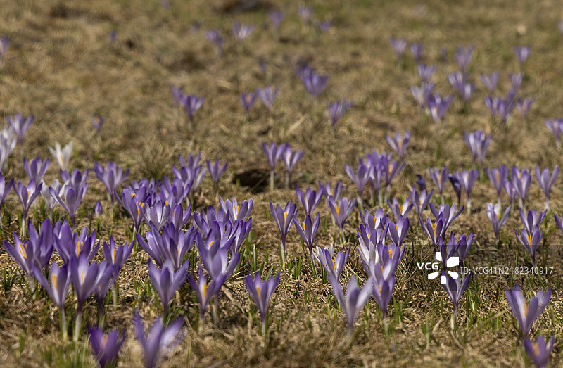 紫色小番红花 (Crocus)图片素材