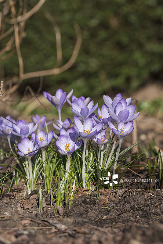 番红花 (Crocus tommasinianus)图片素材
