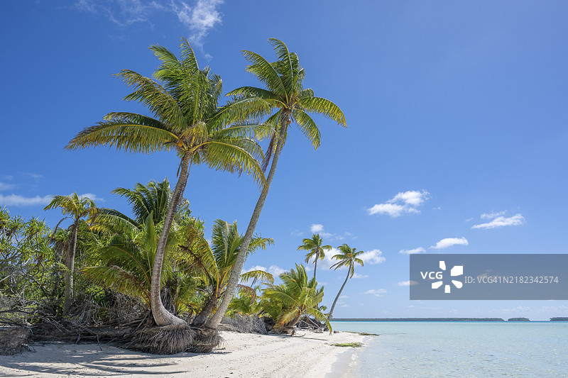 几棵双棕榈树,椰子树(Cocos nucifera),私人岛屿,鸟岛,特权,生态,冒险,特提阿罗,环礁,马龙·白兰度岛,法属波利尼西亚,社会群岛,背风群岛,南太平洋图片素材