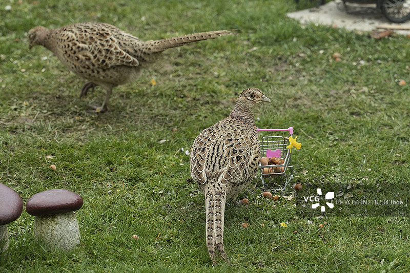 两只雌性野鸡站在绿色草地上，旁边有购物车，场景各异。图片素材