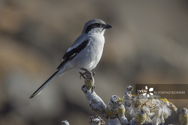大灰猎鸮，乳突草，兰萨罗特图片素材