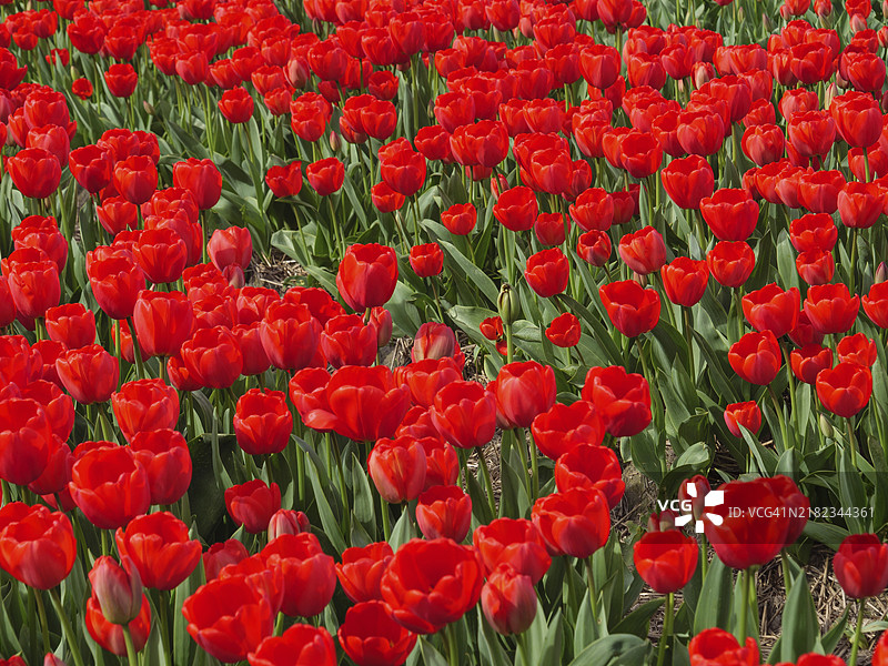 在阳光明媚的天空下，阿姆斯特丹，荷兰，一片盛开的红色郁金香郁郁葱葱的田野。图片素材