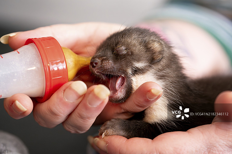 欧洲德国北莱茵-威斯特法伦州的野生动物救助中心，山雀（Martes foina）幼崽通过奶瓶接受牛奶，体现了实用的动物福利。图片素材
