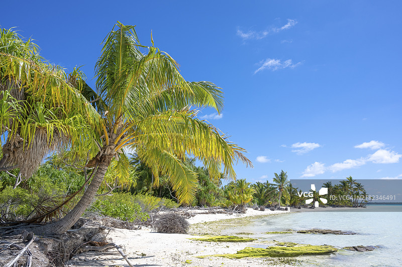 郁郁葱葱的椰子树(Cocos nucifera),私人岛屿,鸟类岛屿,特权,生态,冒险,特提阿罗亚,环礁,马龙·白兰度岛,法属波利尼西亚,社会群岛,背风群岛,南太平洋图片素材